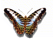 butterfly2.gif