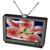 tv_flo.gif